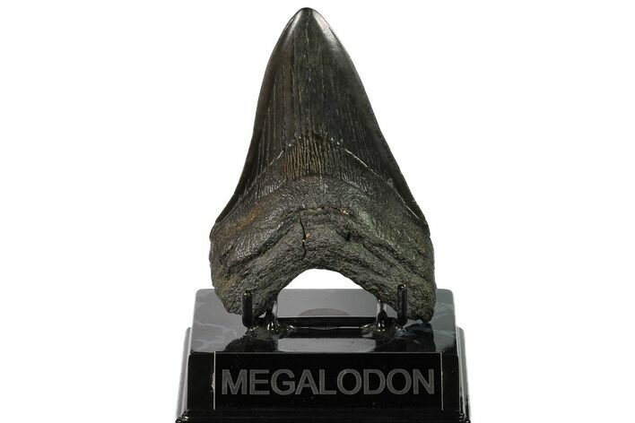 Fossil Megalodon Tooth - Georgia #145455